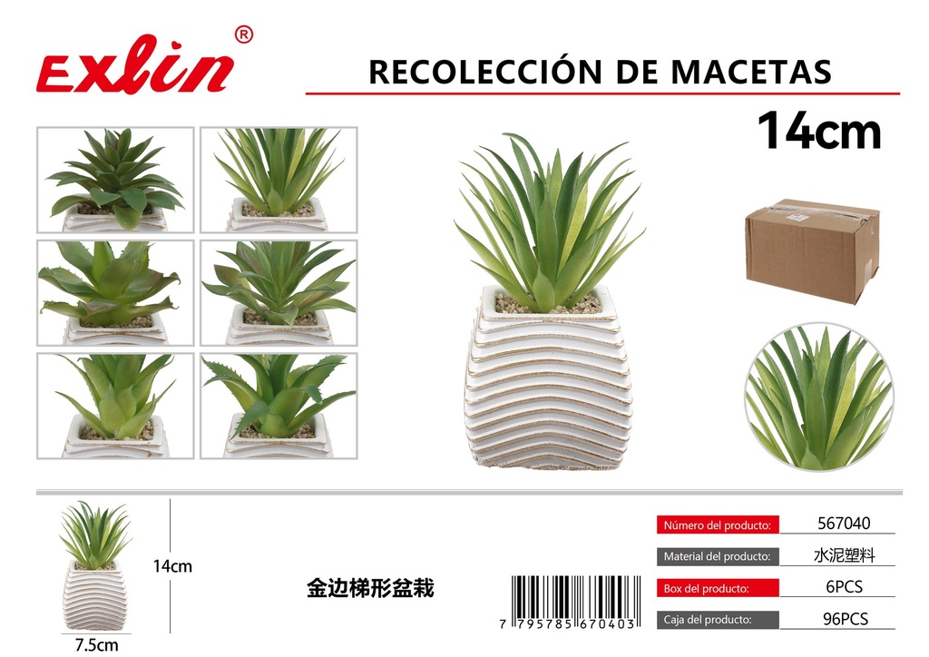 金边梯形盆栽